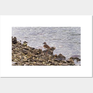 Killdeer Bird Standing On A Rocky Shore Posters and Art